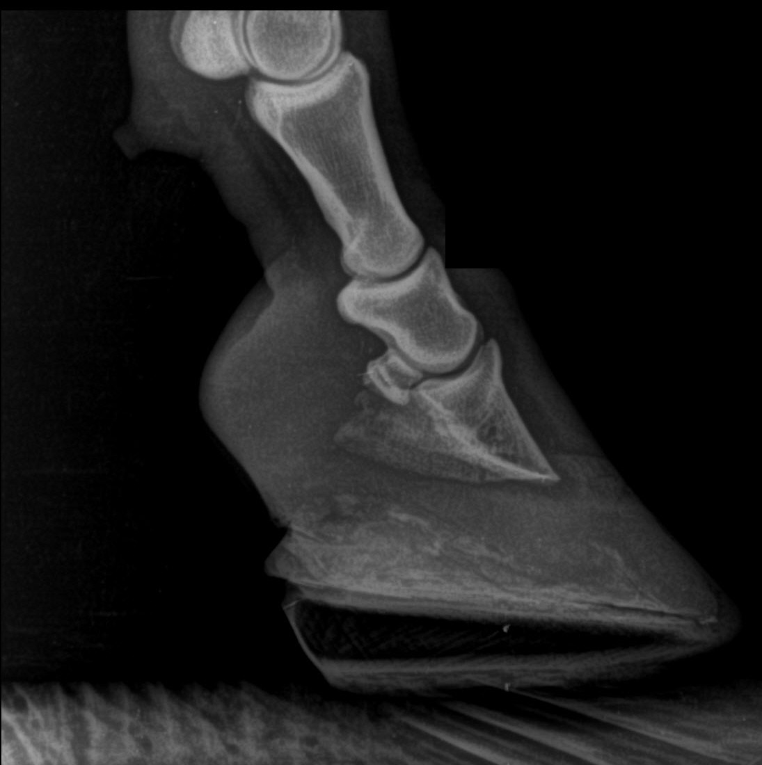 Radiograph of Mokka in May 2026 with the 3D-printed laminitis horseshoe fitted and sole depth restored