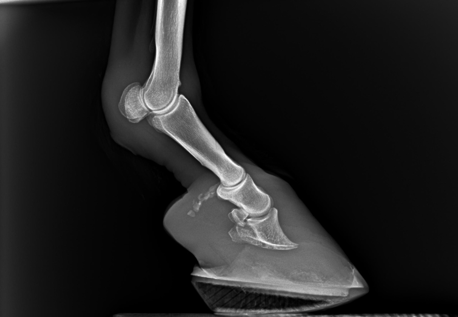 Radiograph of Rita in May 2026 showing tripled sole depth after laminitis treatment with a 3D-printed horseshoe