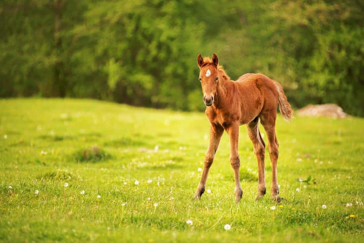 Young foal trotting freely in a green pasture