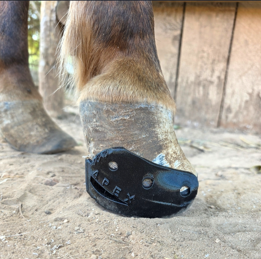 3D-printed Apex laminitis horseshoe fitted and shaped on a horse's hoof