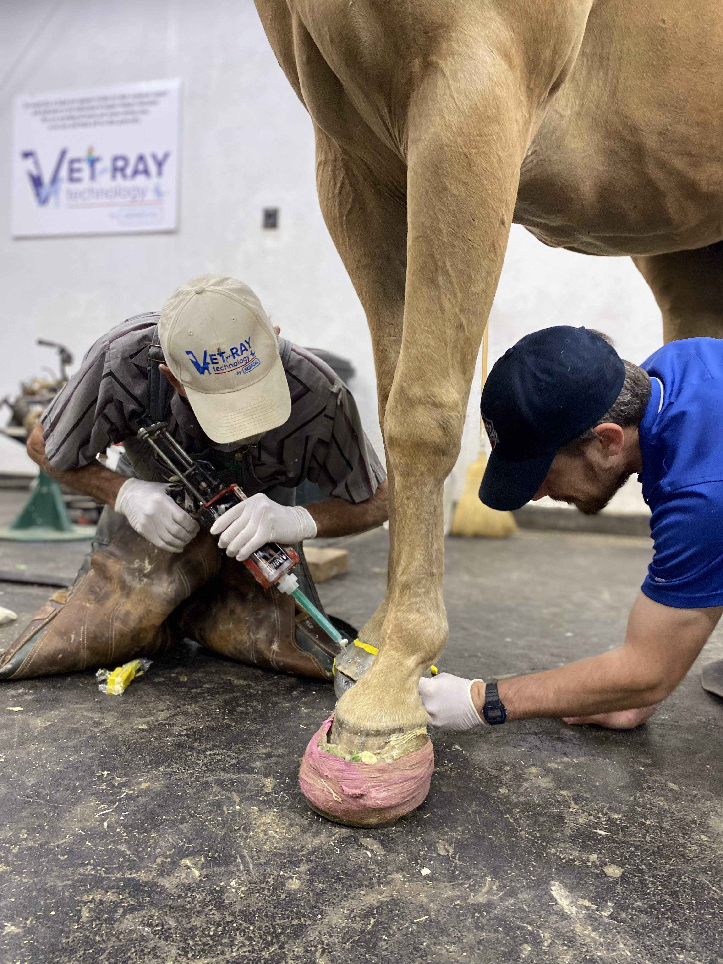 Veterinarian and farrier working together on a horse hoof with digital radiography